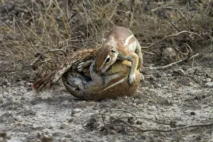 Inauris: Cape ground squirrels fighting ( Xerus inauris