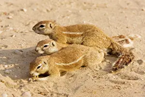 Inauris: Cape Ground Squirrels / South African Grand Squirrel