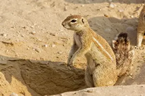 Inauris: Cape Ground Squirrels / South African Grand Squirrel