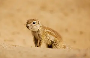 Inauris: Cape Ground Squirrels / South African Grand Squirrel