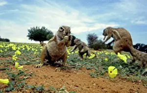 Inauris: Cape Ground Squirrels / South African Ground Squirrel