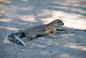 Inauris: Cape Ground squirrrel / South African Ground Squirrel