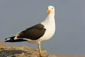 Dominicanus: Cape Gulls, a form of Kelp Gull