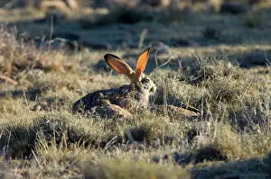 Vessels: Cape Hare - foraging in open area in early morning