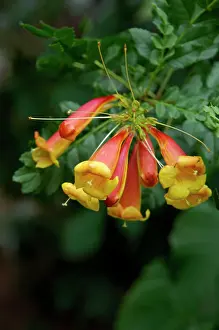 Honeysuckle: Cape Honeysuckle - a shrub or small tree that is