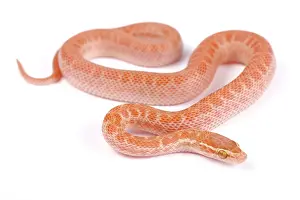 Capensis: Cape house snake (Boaedon capensis) albino on white