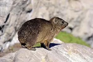 Capensis: Cape hyrax (Procavia capensis), adult, on rocks