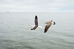 Dominicanus: Cape / Kelp Gull - Adult and Juvenile in flight