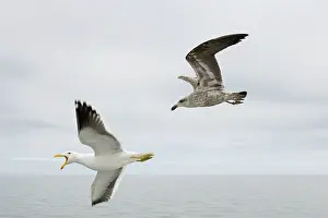 Dominicanus: Cape / Kelp Gull - Adult and Juvenile in flight
