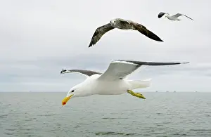 Dominicanus: Cape / Kelp Gull - Two adults and a juvenile in