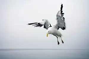 Dominicanus: Cape Kelp Gull - Attempting to hover during misty conditions