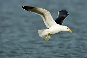 Vetula: Cape Kelp Gull - In flight