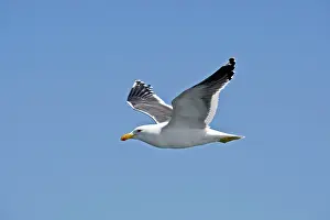 Vetula: Cape Kelp Gull - In flight