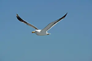 Vetula: Cape Kelp Gull - In flight