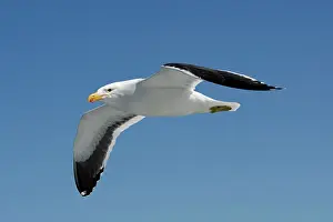Vetula: Cape Kelp Gull - In flight