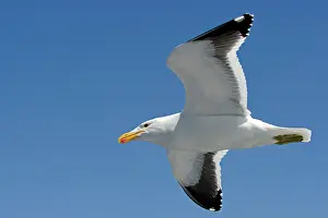 Vetula: Cape Kelp Gull - In flight