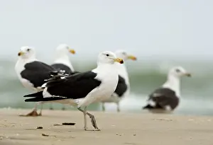 Vetula: Cape Kelp Gull - Group standing on a beach covered