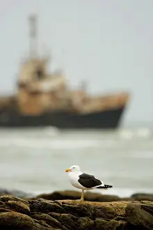 Kolmanskop: Cape Kelp Gull - with the Kolmanskop ship wreck