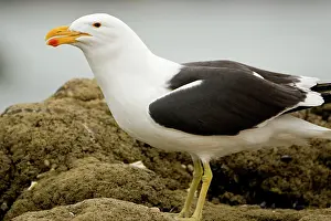 Vetula: Cape Kelp Gull - Portrait clearly showing colour