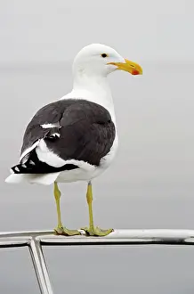 Railing: Cape Kelp Gull - Sitting on the railing of a boat