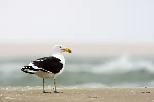 Vetula: Cape Kelp Gull - standing on a beach covered with