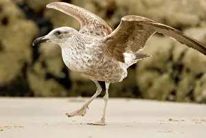 Startled: Cape Kelp Gull - Startled juvenile ready to take flight