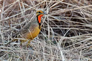 Macronyx: Cape Longclaw - close up of bird amongst dry grasses