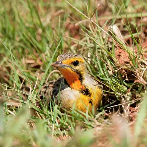 Capensis: Cape longclaw (Macronyx capensis) stands in the