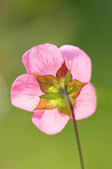 Mallows: Cape Mallow Flower