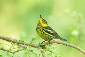 Tigrina: Cape May Warbler