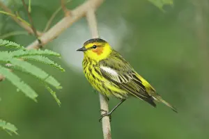 Tigrina: Cape May Warbler
