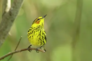 Tigrina: Cape May Warbler