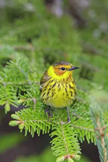 Tigrina: Cape May Warbler
