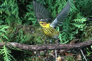 Dendroica: Cape May Warbler
