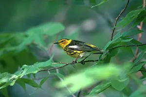 Dendroica: Cape May Warbler