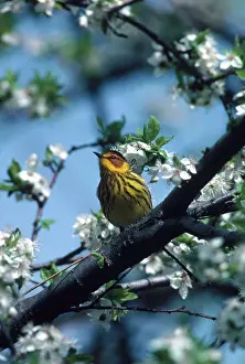 Dendroica: Cape May Warbler