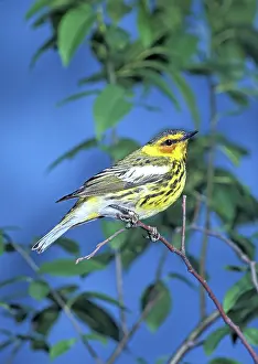 Dendroica: Cape May Warbler (Dendroica tigrina)