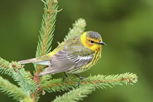 Tigrina: Cape May Warbler - male
