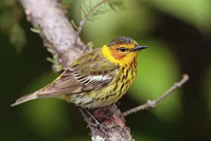 Tigrina: Cape May Warbler - male