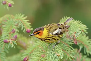 Tigrina: Cape May Warbler - male
