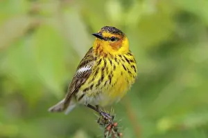 Tigrina: Cape May Warbler - male