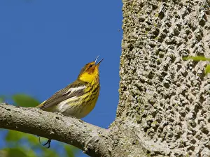 Migrant: Cape May Warbler - male catching insects Setophaga