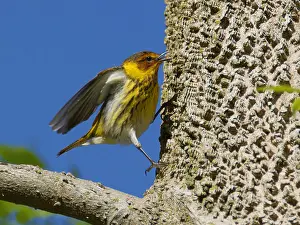 Migrant: Cape May Warbler - male catching insects Setophaga