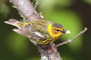 Tigrina: Cape May Warbler - male with food in beak