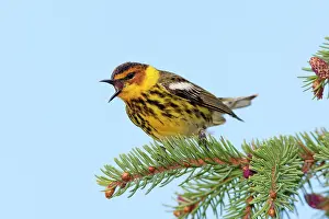 Tigrina: Cape May Warbler - male singing