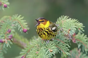 Tigrina: Cape May Warbler - male singing