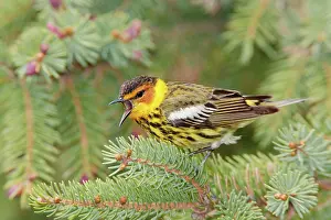 Tigrina: Cape May Warbler - male singing