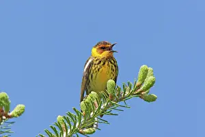 Tigrina: Cape May Warbler - male singing