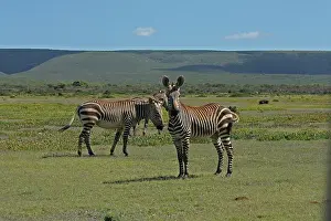 310517: Cape Mountain Zebra 0608
