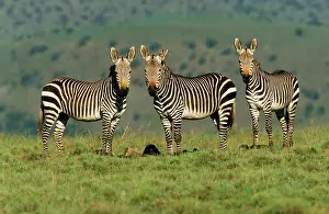 Cape Mountain Zebra - three